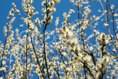 Flowering yellow goat willow (Salix caprea) in spring