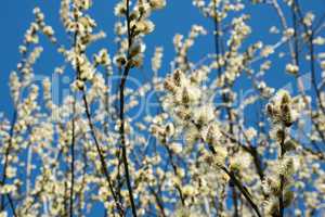 Flowering yellow goat willow (Salix caprea) in spring