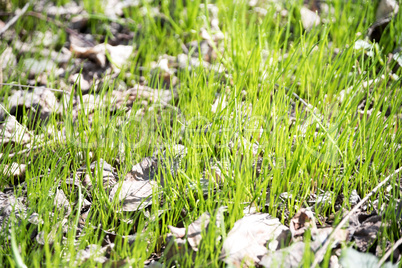 New grass in spring.