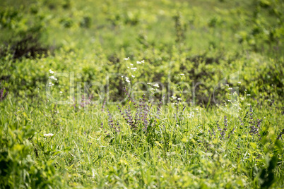 Wild flowers in the beginning of summer.