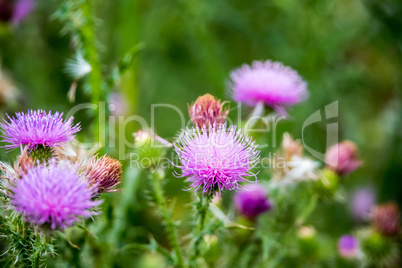 The thistle flowers.