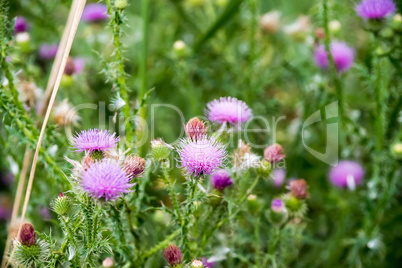 The thistle flowers.