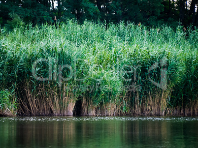 A river lined with reed, widescreen, with trees