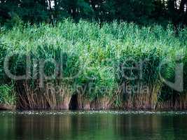 A river lined with reed, widescreen, with trees