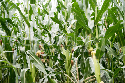 Green Corn field on a Kuban.