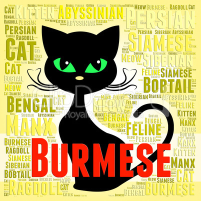 Burmese Cat Means Breeder Breed And Domestic