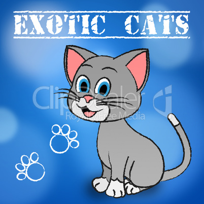 Exotic Cats Indicates Unique Puss And Feline