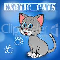 Exotic Cats Indicates Unique Puss And Feline