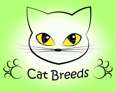 Cat Breeds Indicates Offspring Breeding And Bred