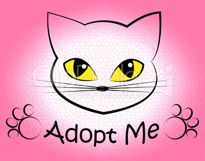 Cat Adoption Shows Kitten Kitty And Felines