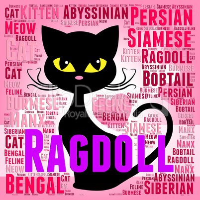 Ragdoll Cat Represents Feline Offspring And Breeding