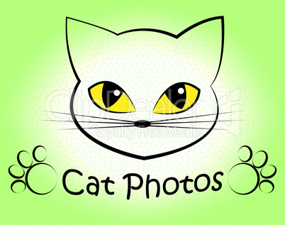 Cat Photos Shows Feline Photographer And Cameras