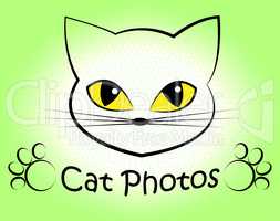 Cat Photos Shows Feline Photographer And Cameras