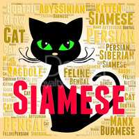 Siamese Cat Represents Domestic Kitten And Breed