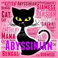 Abyssinian Cat Represents Shorthaired Kitty And Tabby