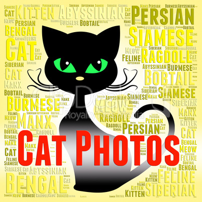 Cat Photos Means Feline Picture And Snapshots