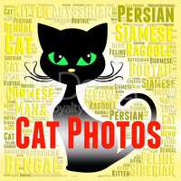 Cat Photos Means Feline Picture And Snapshots