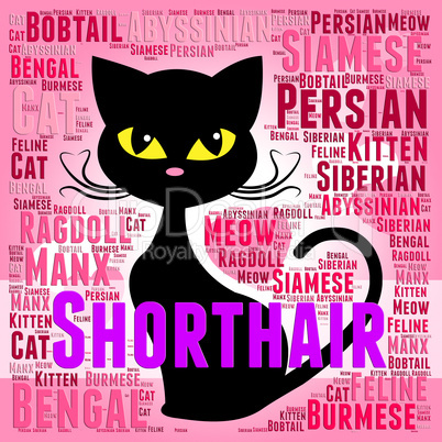Shorthair Cat Represents Feline Puss And Purebred
