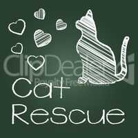 Cat Rescue Shows Save Kitten And Recovering