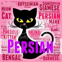 Persian Cat Represents Pet Bred And Kitten