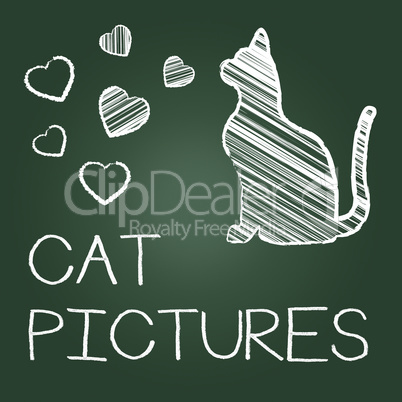 Cat Pictures Means Photos Pet And Image