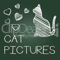 Cat Pictures Means Photos Pet And Image