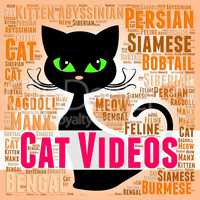 Cat Videos Shows Kitty Feline And Pet