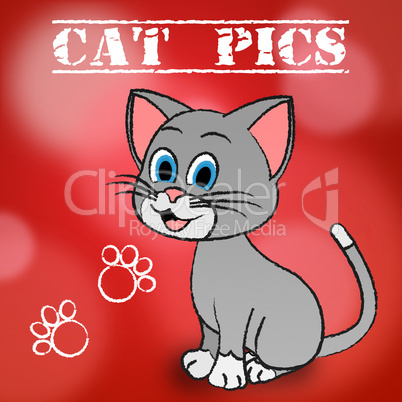 Cat Pics Shows Pet Photo And Pictures