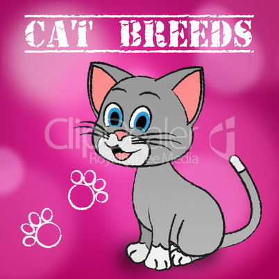 Cat Breeds Shows Bred Pets And Kitty
