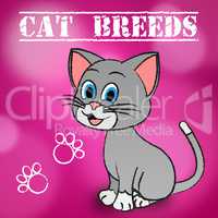 Cat Breeds Shows Bred Pets And Kitty