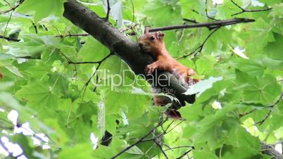 red squirell