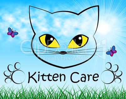 Kitten Care Means Look After And Cat