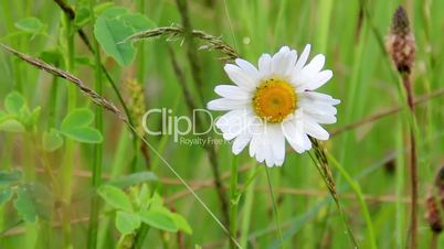 blossoming camomile