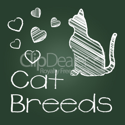 Cat Breeds Represents Pedigree Kitty And Reproducing