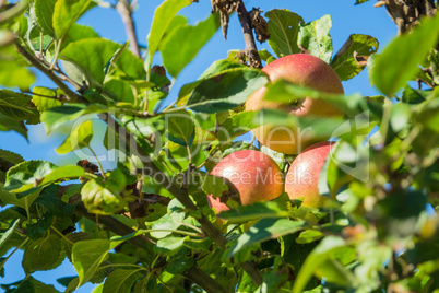 Rote Äpfel an einem Apfelbaum
