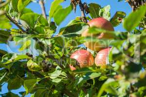 Rote Äpfel an einem Apfelbaum