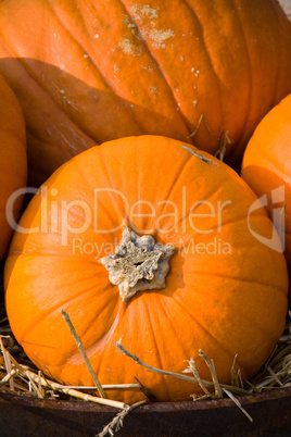 Kürbis im Herbst