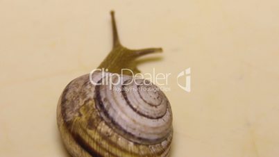 garden snail (Helix pomatia)