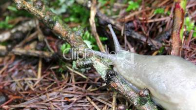 close-up big slug