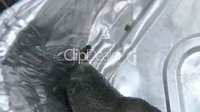 close-up big slug