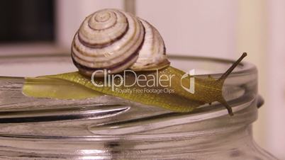 garden snail (Helix pomatia)