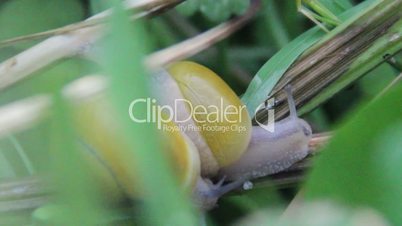 garden snail (Helix pomatia)