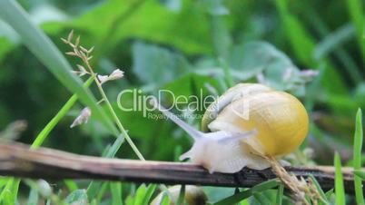 garden snail (Helix pomatia)