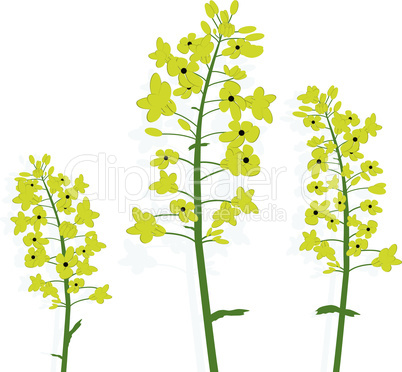 Rape canola flower isolated vector