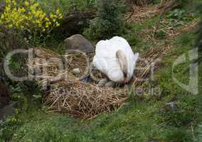 Swan breeds in his nest photo