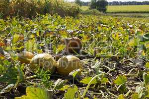 Field with ripe pumpkins