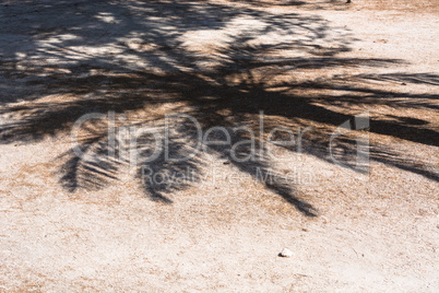 Palme Schatten fällt auf eine Weg