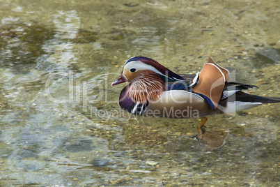 Mandarinenten auf einem Teich