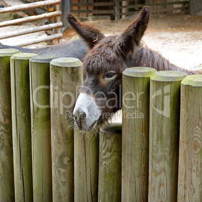 Donkey behind a wooden fence