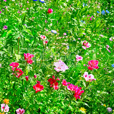 Blossoming flowerbeds